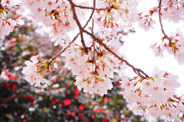 Pink Sakura Cherry Blossom on Mt. Yoshino or Yoshino-yama in Nara, Japan's Most Famous Cherry Blossom - 日本 奈良 吉野山の桜 春の景色