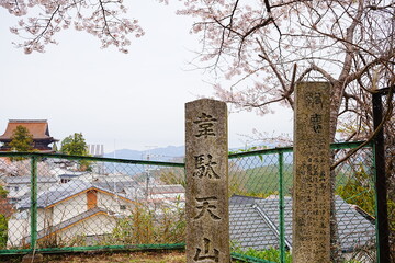 Pink Sakura Cherry Blossom on Mt. Yoshino or Yoshino-yama in Nara, Japan's Most Famous Cherry Blossom - 日本 奈良 吉野山の桜 春の景色