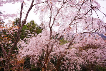 Pink Sakura Cherry Blossom on Mt. Yoshino or Yoshino-yama in Nara, Japan's Most Famous Cherry Blossom - 日本 奈良 吉野山の桜 春の景色