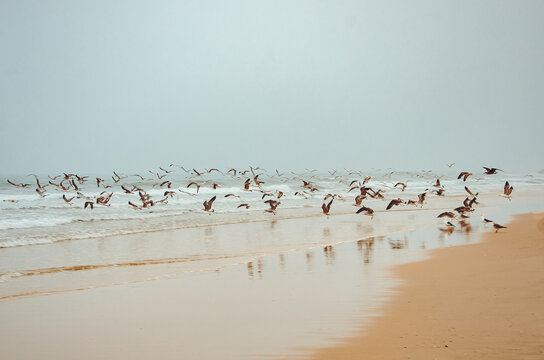 Gaivotas