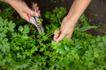 Close-up of womans hands with pruner cutting crop of fresh parsley