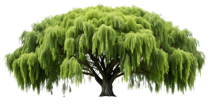 weeping willow tree isolated.