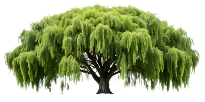 weeping willow tree isolated.