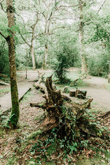 Centennial tree in a forest in northern Spain