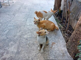 three adorable and cute mixed orange and white domestic cats