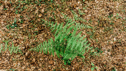 Wild fern in a forest in Europe
