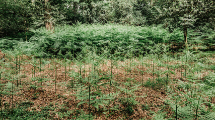 Fototapeta premium Wild fern in a forest in Europe