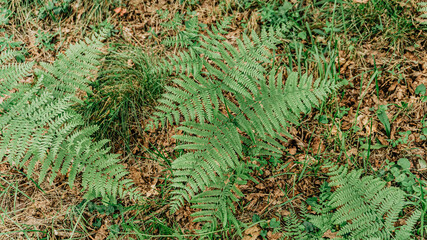 Wild fern in a forest in Europe