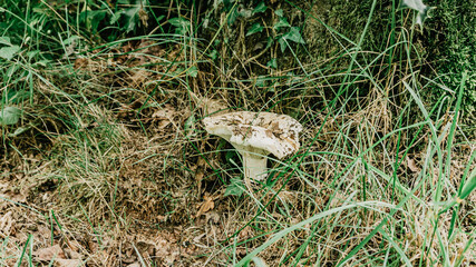 Mushroom in a forest in northern Spain