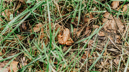 Beautiful forest in the north of Spain
