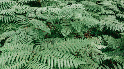 Wild fern in a forest in Europe