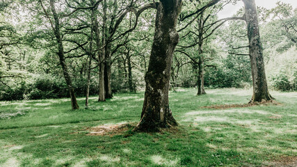 Centennial tree in a forest in northern Spain