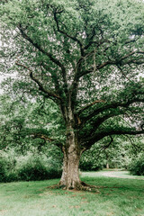 Centennial tree in a forest in northern Spain