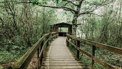 Wooden path in a forest in northern Spain