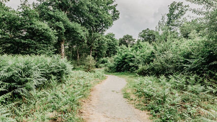 Beautiful forest in the north of Spain