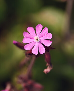 Beautiful close-up of silene nictoflora