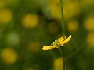 Natürliche Natur aus der Nähe gesehen, gelbe Blüte Gras