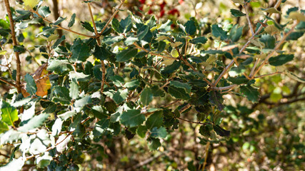 Acorn tree leaves in Europe