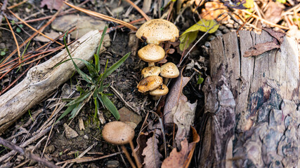 Beautiful mushroom on the forest floor in Europe