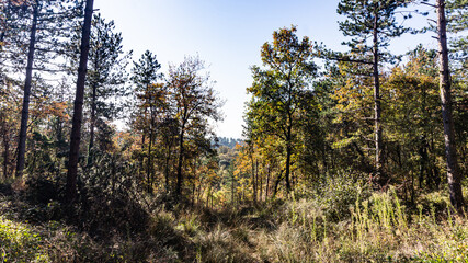 Beautiful pine forest in Europe