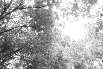 Looking up at sunlit tree canopies in the UK