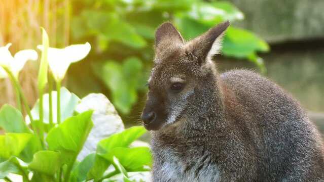 Parma wallaby (Macropus parma)