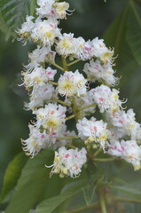 The soft natural light highlights the beauty of the blossoms, creating a stunning botanical composition.