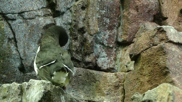 razorbill (Alca torda) is colonial seabird