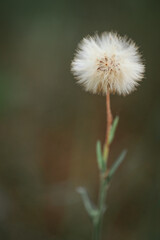 dandelion flower in a forest