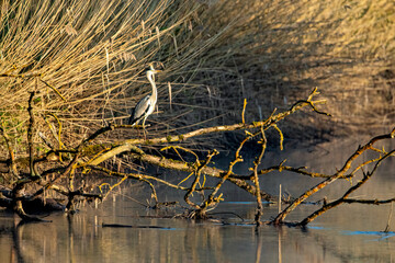 A Heron at a River