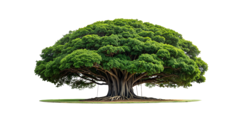 banyan tree, large plant with column roots isolated on white background