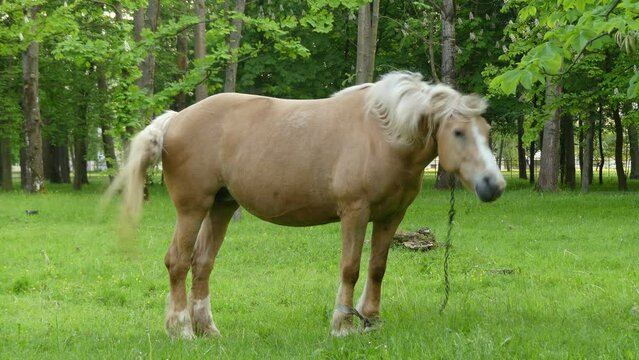 Palomino horse suit grazing in the pasture