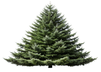 Douglas Fir Tree isolated on white background with alpha clipping mask