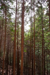 Spring Fresh Green Cedar Tree or Yoshino-sugi on Yoshino-yama in Nara, Japan - 日本 奈良 吉野杉 吉野山 