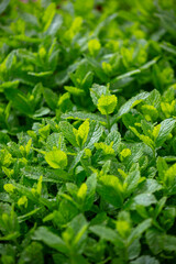Feuilles de menthe verte rafraichissante. © Thierry RYO