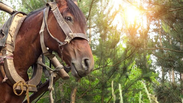 bay horse, harnessed to a wooden cart