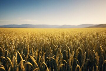 Fototapeta premium field of wheat