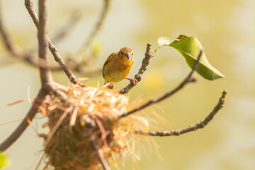 Tiny Asian yellow warbler bird building the nest by pulling twigs together in the morning.