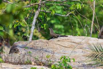 Sirkeer malkoha or Sirkeer cuckoo (Taccocua leschenaultii) at Ajodhya Hills, Purulia, India.