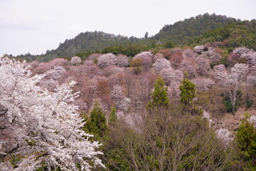 Pink Sakura Cherry Blossom on Mt. Yoshino or Yoshino-yama in Nara, Japan's Most Famous Cherry Blossom - 日本 奈良 吉野山の桜 春の景色