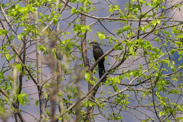 Sirkeer malkoha or Sirkeer cuckoo (Taccocua leschenaultii) at Ajodhya Hills, Purulia, India.