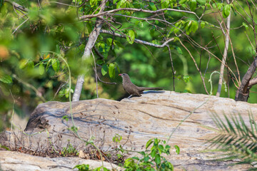 Sirkeer malkoha or Sirkeer cuckoo (Taccocua leschenaultii) at Ajodhya Hills, Purulia, India.