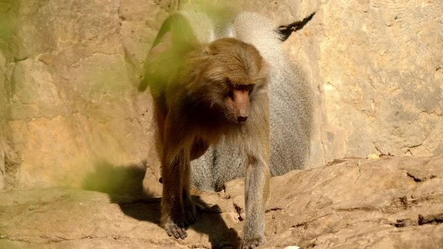 lion-tailed macaque (Macaca silenus)