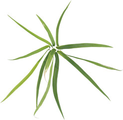 Top view of forest grass