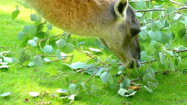 Guanaco (Lama guanicoe)