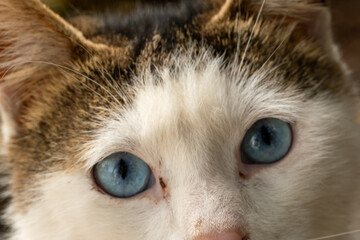 cat face with beautiful light blue eyes