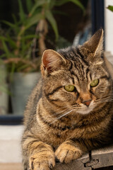 cute gray cat in close-up