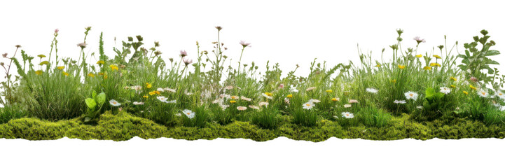 Fototapeta premium PNG Meadow field grassland landscape