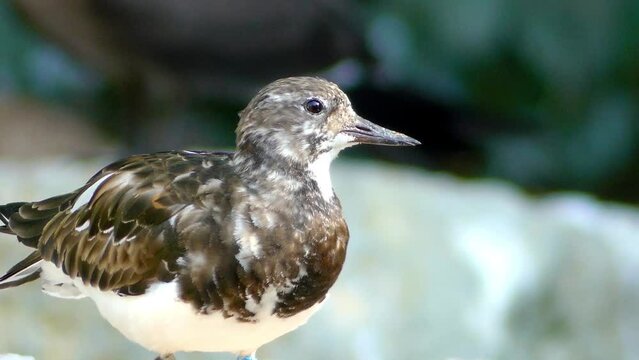 Breeding-plumaged adult in Alaska. Black turnstone (Arenaria melanocephala) is one of the two species that make up the Arenaria bird genus, of the Scolopacidae family.
