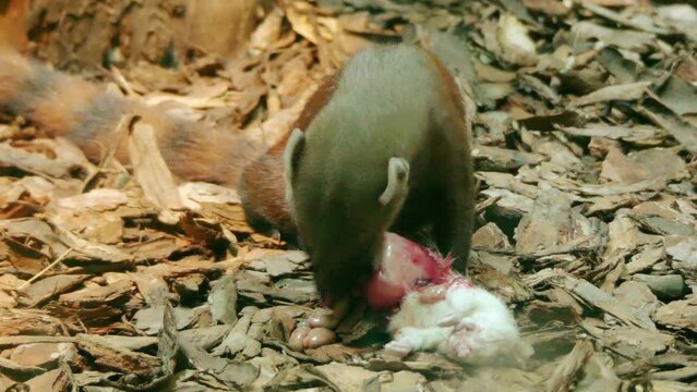 Ring-tailed mongoose (Galidia elegans)